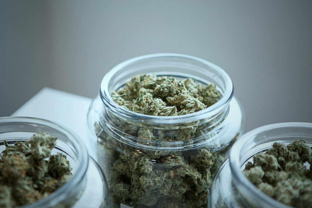 Le curing du CBD : pourquoi l’affinage change-t-il autant le goût d’une fleur ?