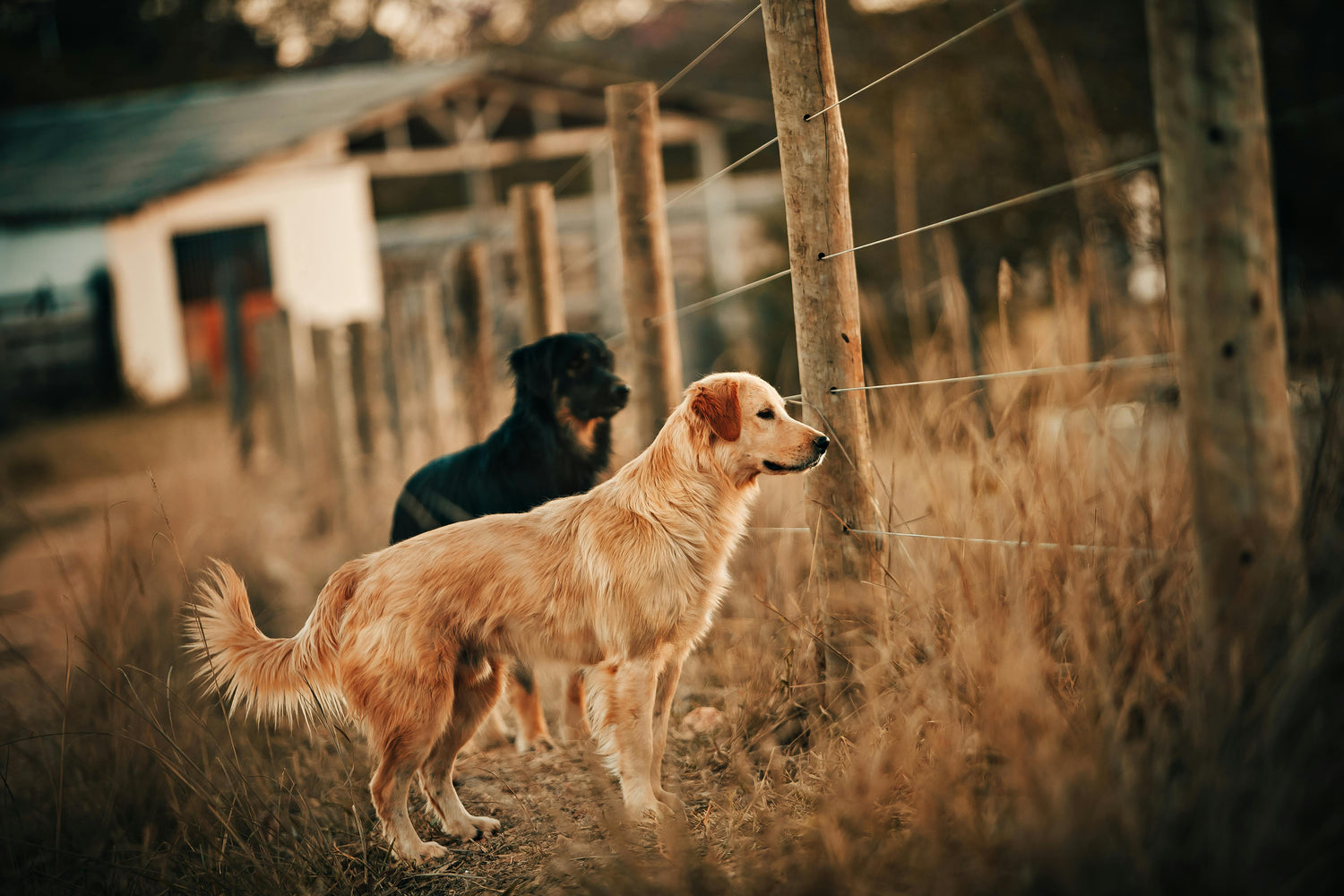 Comment le CBD agit-il chez les animaux (chiens, chats) ?