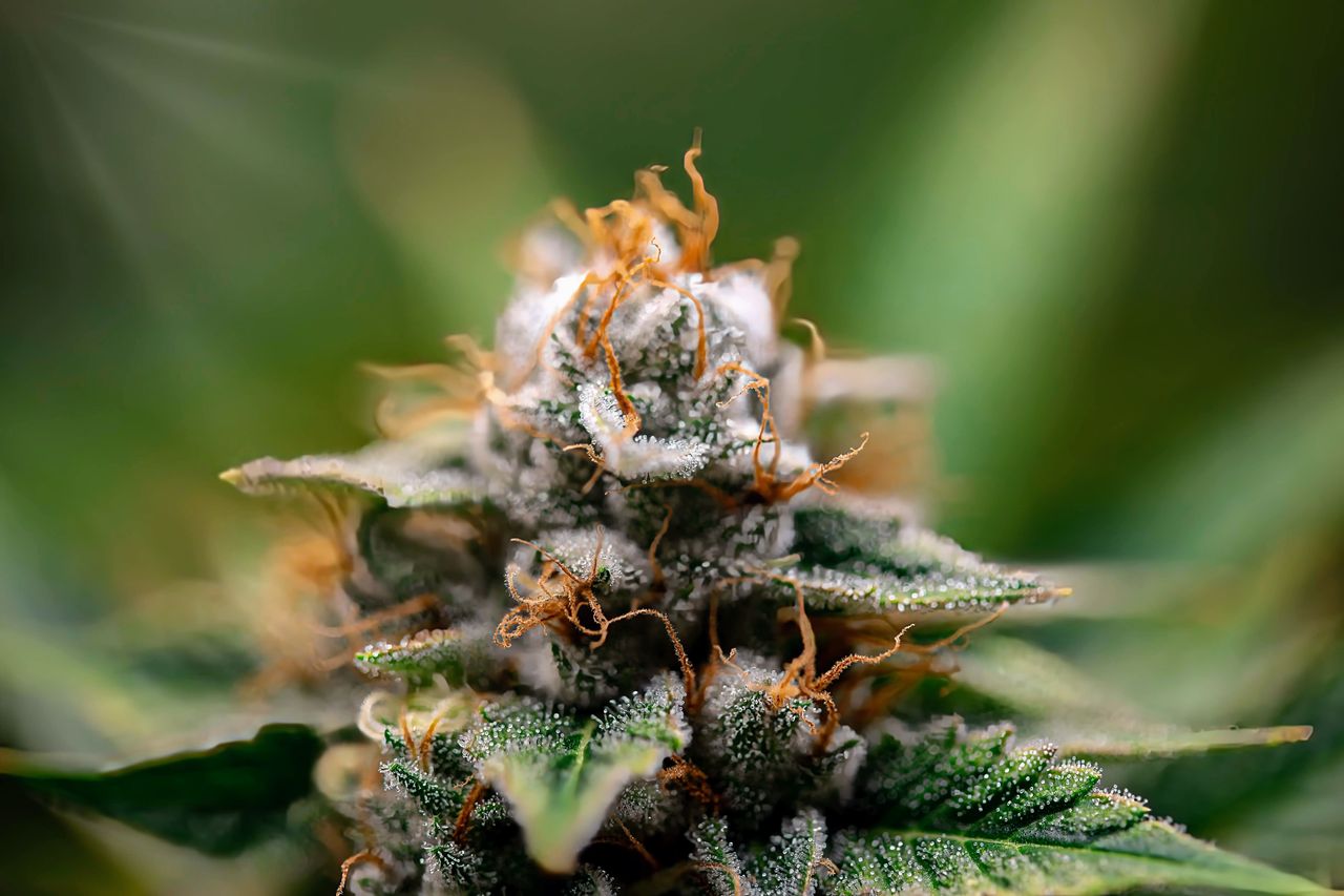 fleur cbd