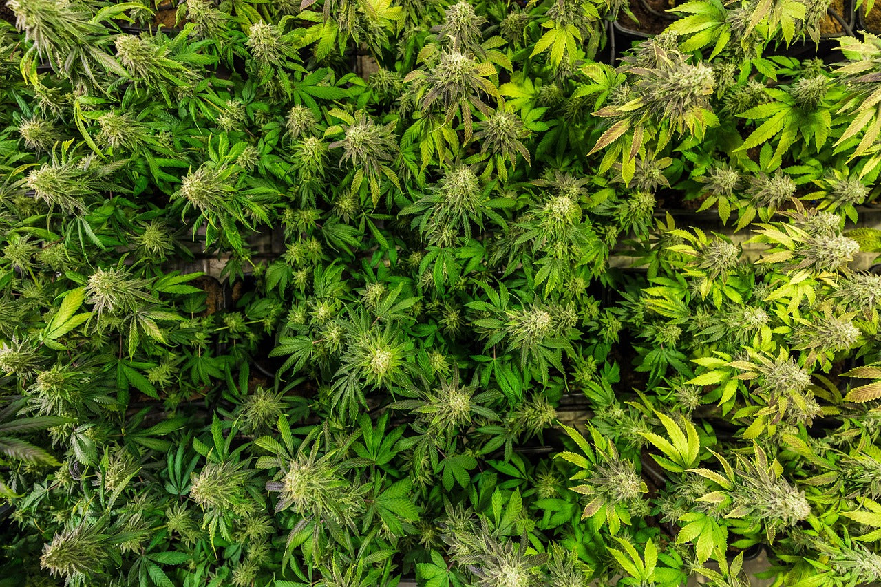 Fleurs cbd