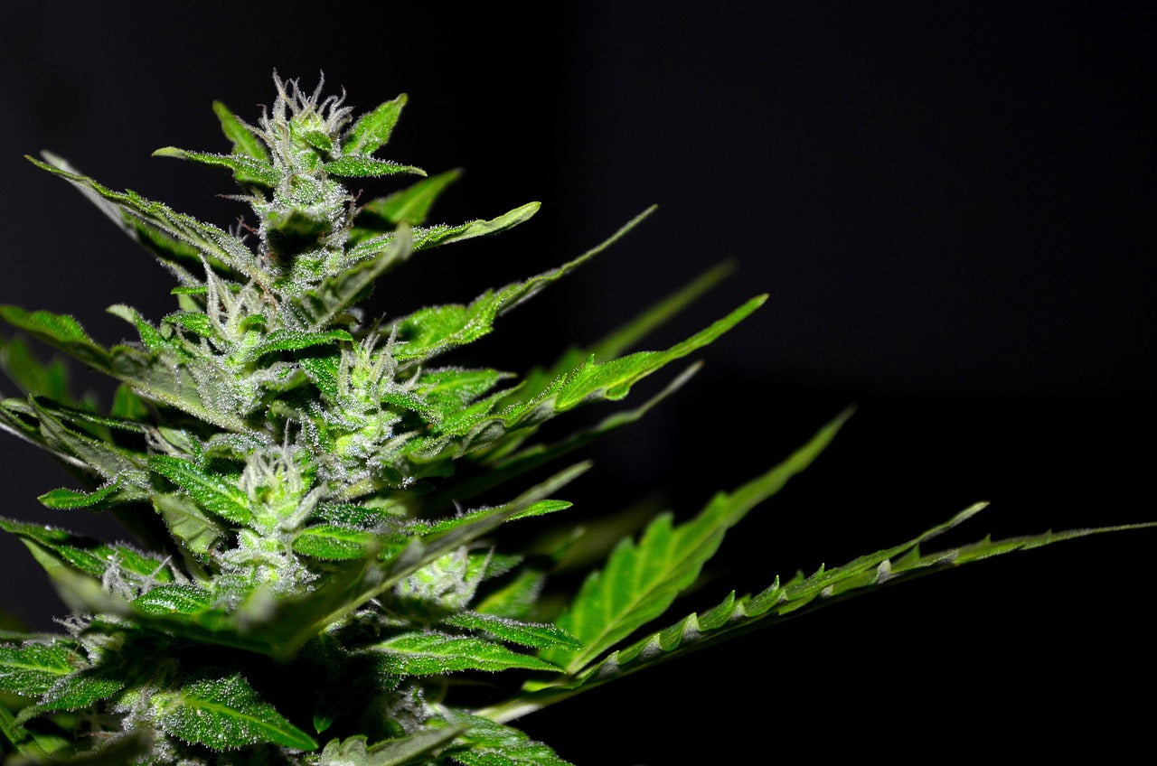 Plante cbd