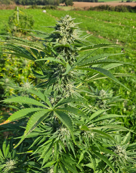 White Diesel CBG - Tatie CBD Shop