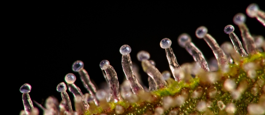 Power Plante - Green Housse