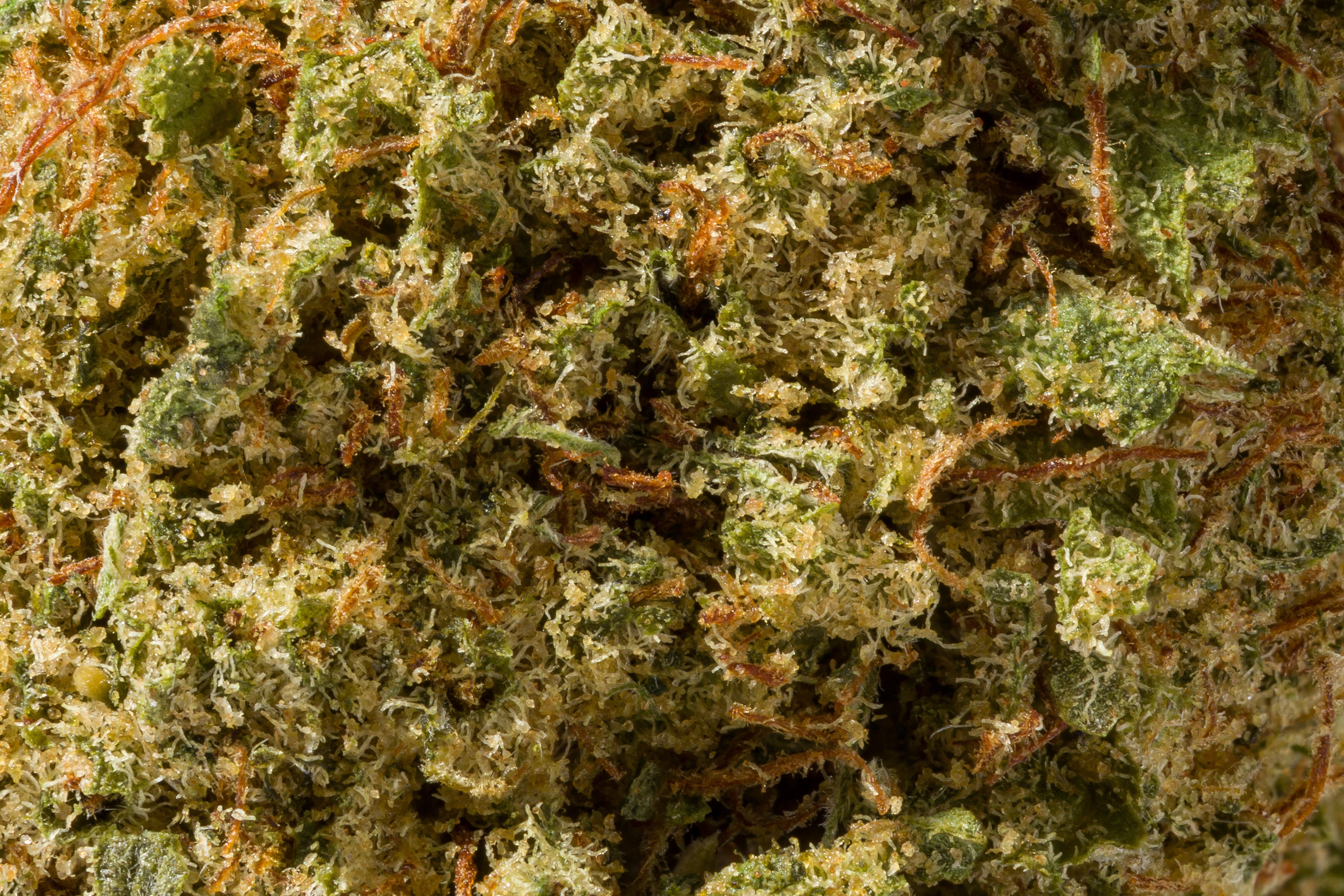 Orange Zkittlez - Tatie CBD Shop