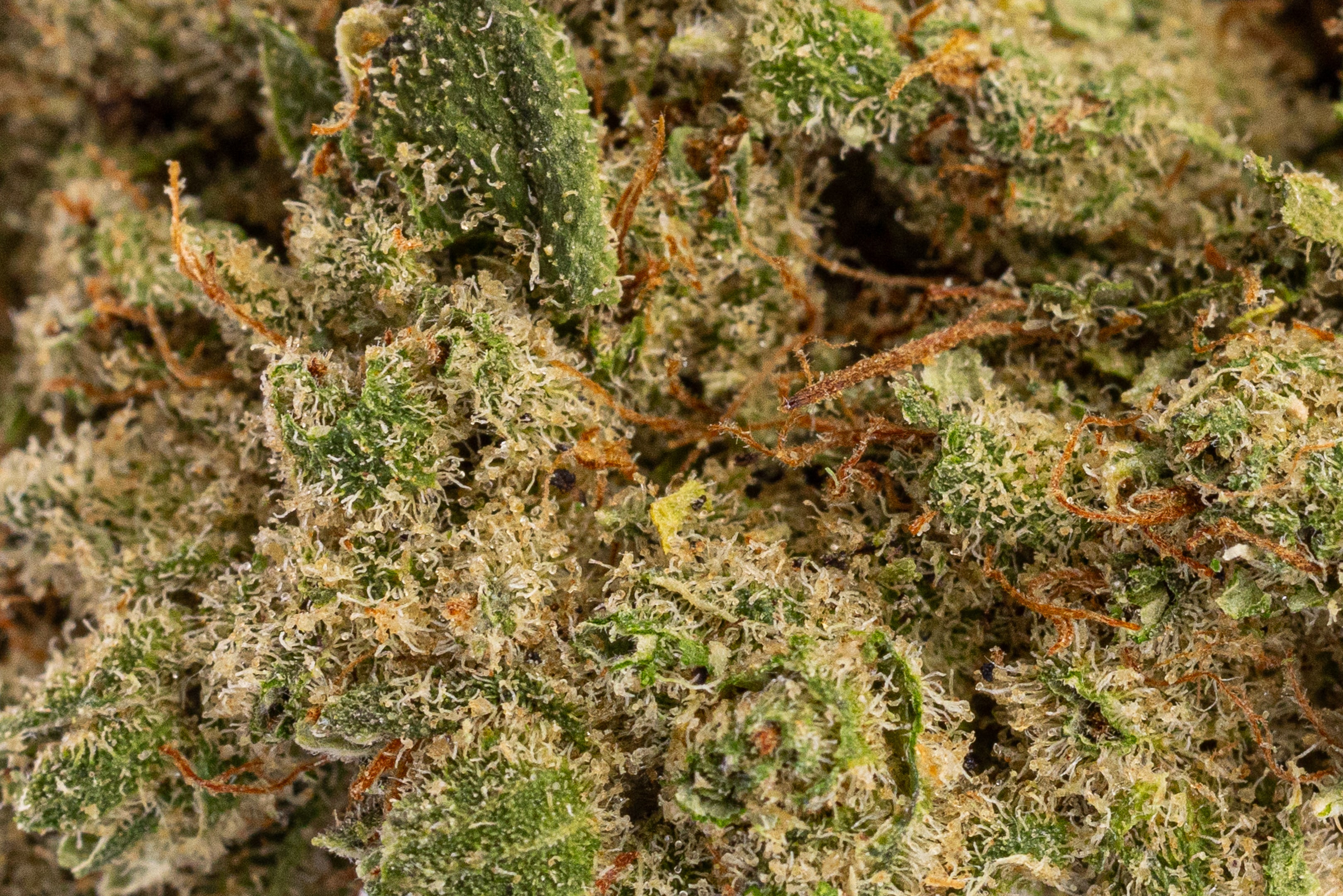 Rainbow Gelato Premium - Tatie CBD Shop