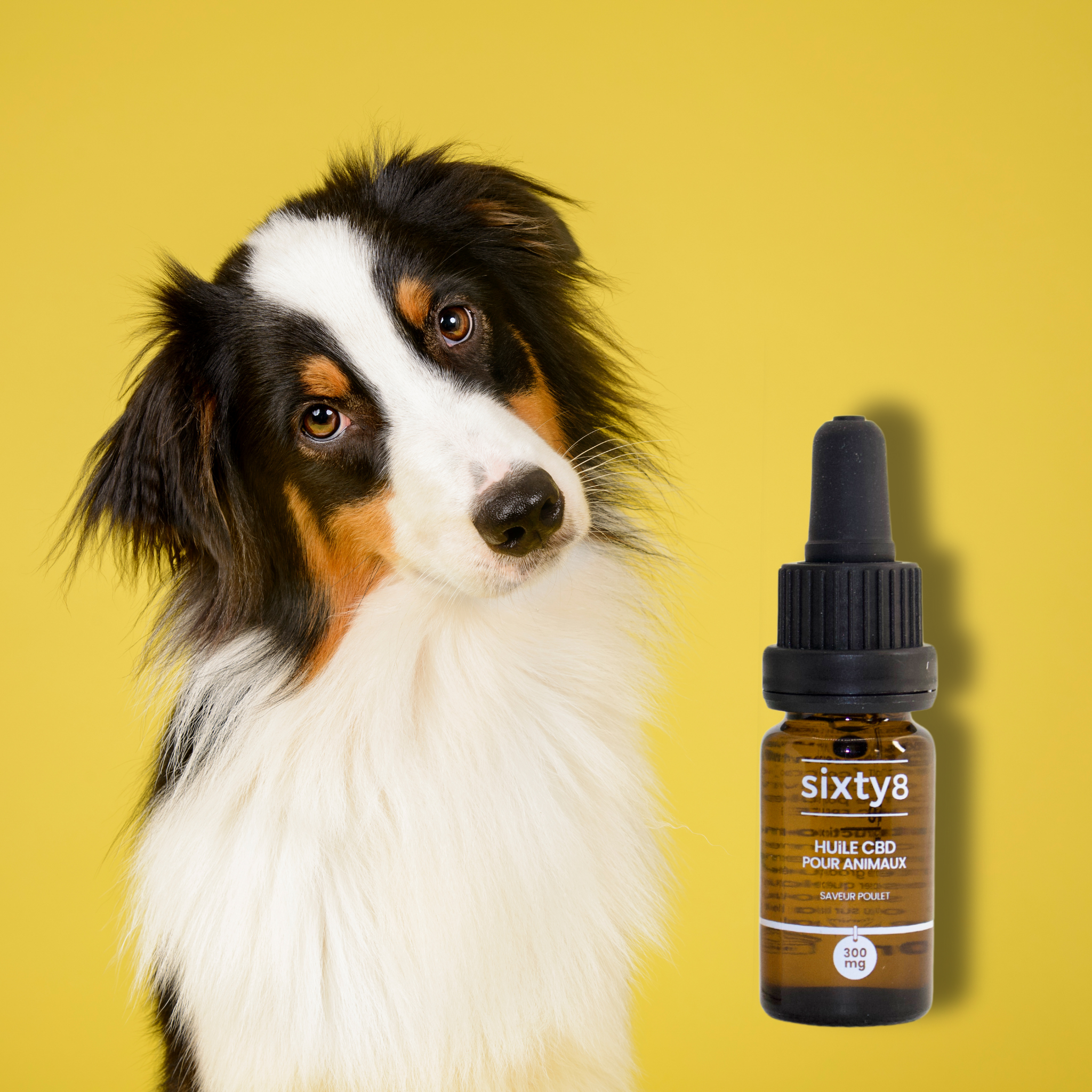 Huile CBD pour Animaux au poulet - Tatie Shop
