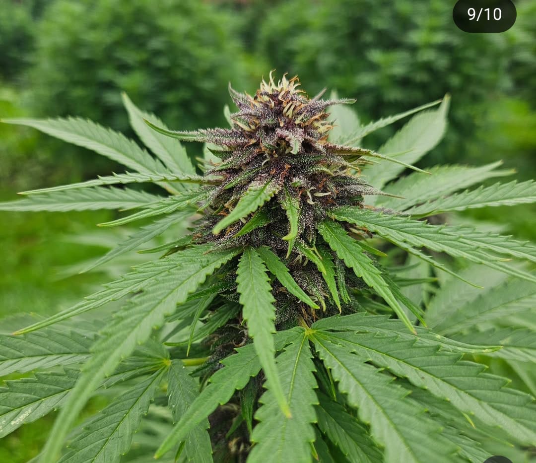 Blue Meringue - Tatie CBD Shop