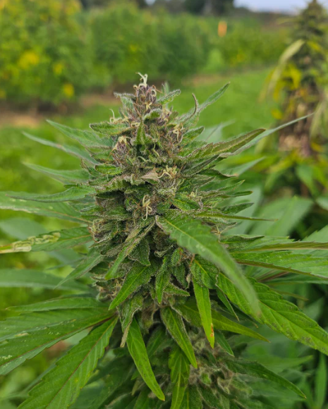 Candy Kush - Tatie CBD Shop