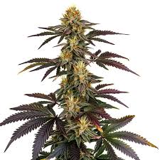 Lava Cake - Tatie CBD Shop