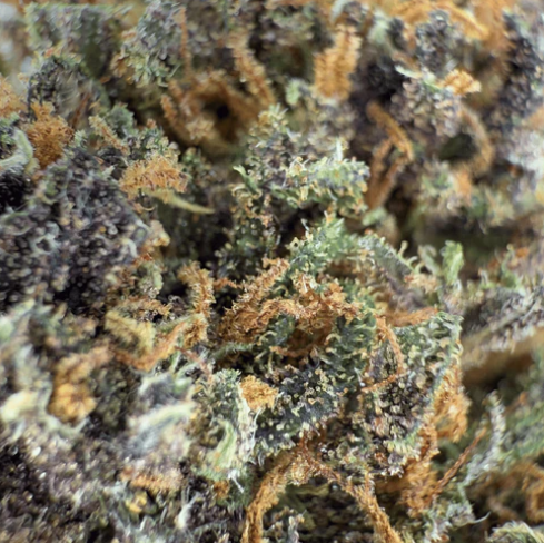 Legendary Platinum OG - Tatie CBD Shop