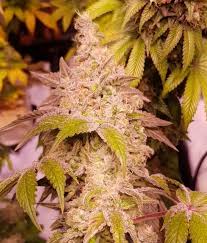 Orange Gelato - Tatie CBD Shop