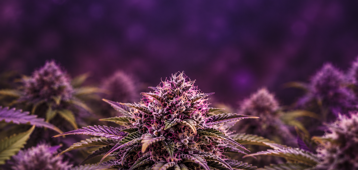 Fleur CBD Purple