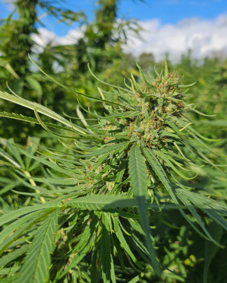 Tropicana - Tatie CBD Shop