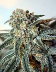 Zombie Kush - Tatie CBD Shop