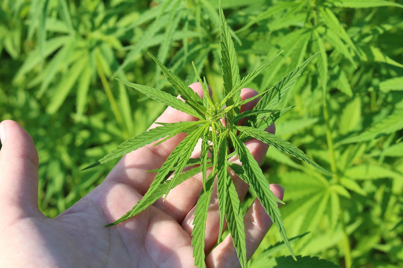 Comment les terroirs influencent les fleurs de CBD (comme le vin)