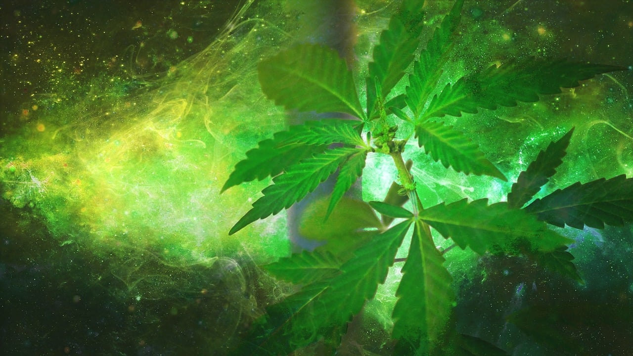 fleur cbd