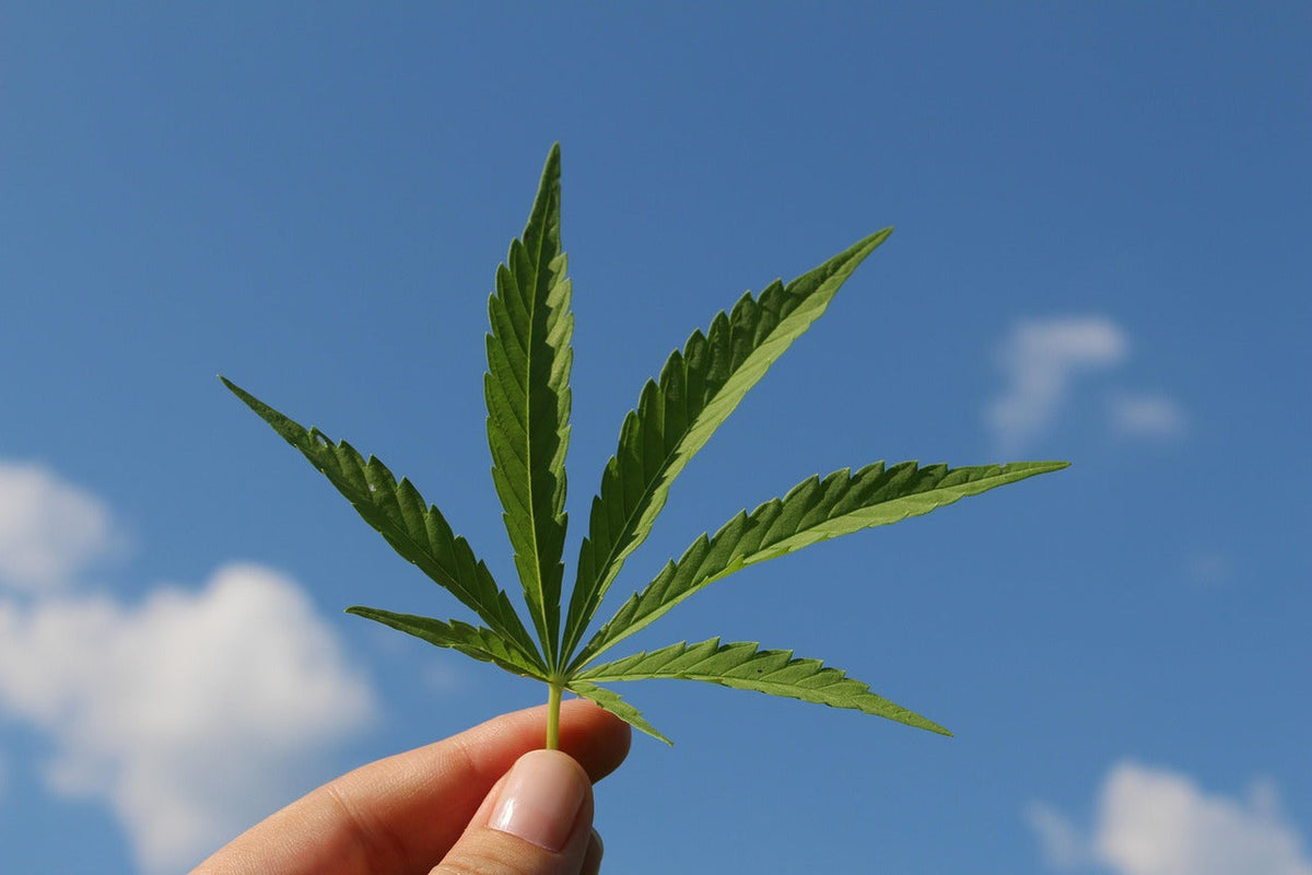 Feuille cbd