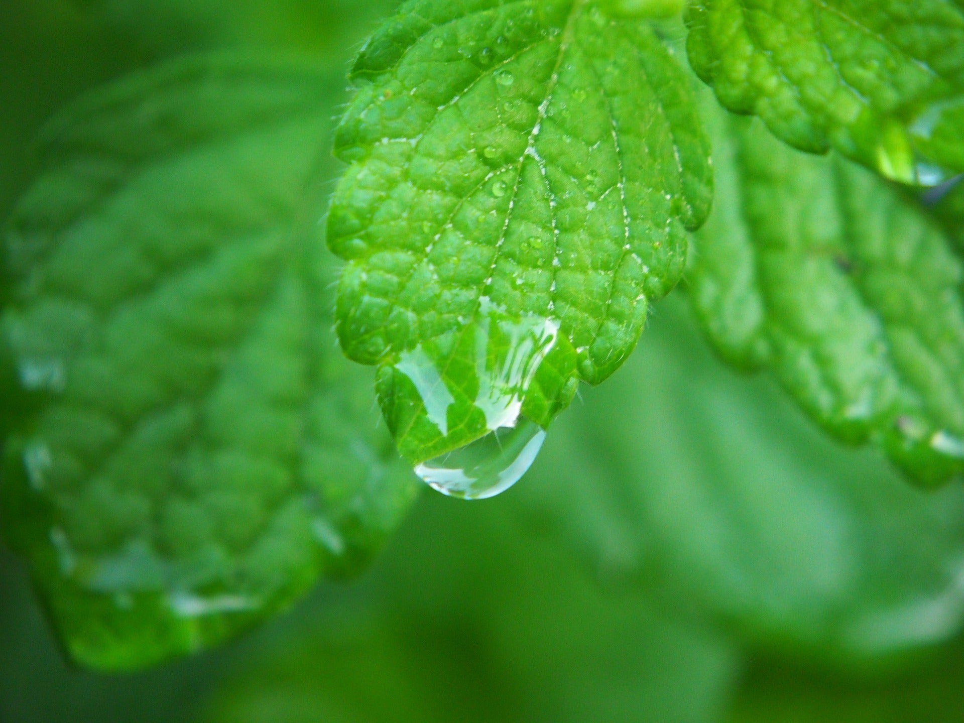 Synergies entre CBD et plantes médicinales : mélisse, valériane, et camomille
