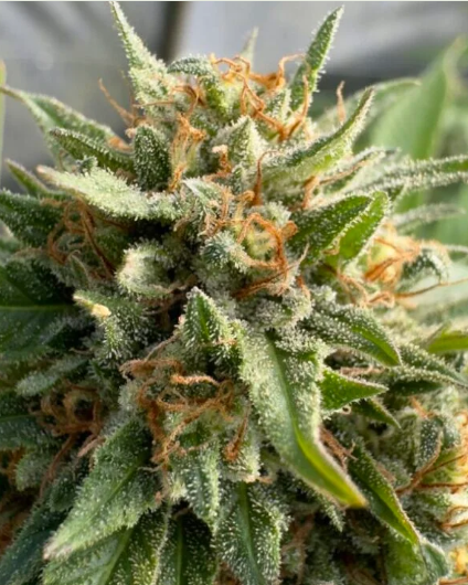 Lemon Cookie Dough