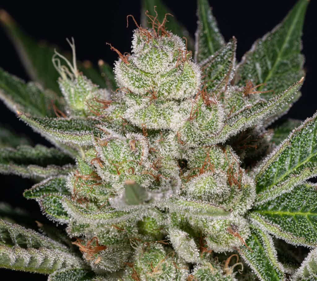 Donny Burger - Boosté