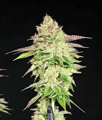 White Melon
